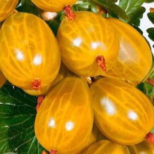 Sweet frost-resistant gooseberry variety Amber