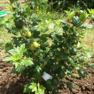 The unpretentious Yarovaya gooseberry variety is ideal for the most delicious preparations