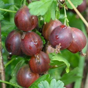 Sweet and juicy gooseberry variety Yubilyar
