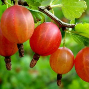 Sweet and juicy gooseberry variety Yubilyar