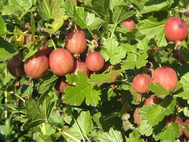 Sweet and juicy gooseberry variety Yubilyar