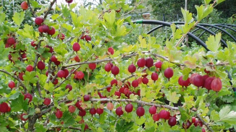 Sweet and juicy gooseberry variety Yubilyar