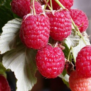 New raspberry variety Daughter of Hercules: description and characteristics, planting and care rules