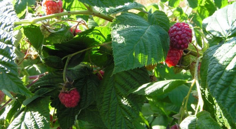 New raspberry variety Daughter of Hercules: description and characteristics, planting and care rules