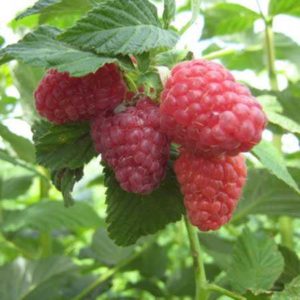 New raspberry variety Daughter of Hercules: description and characteristics, planting and care rules