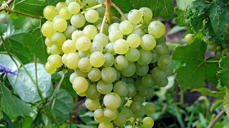 Dessert grape variety Aleshenkin adored by gardeners