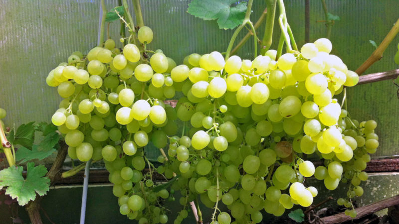 Dessert grape variety Aleshenkin adored by gardeners