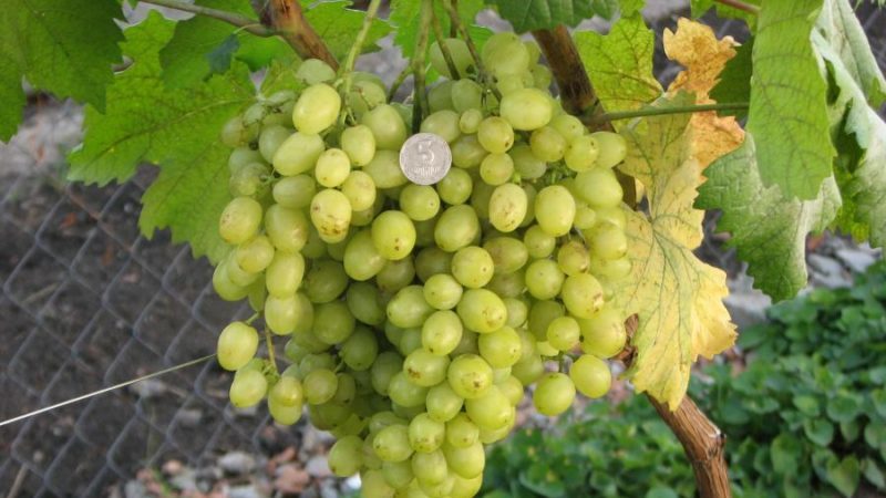 Dessert grape variety Aleshenkin adored by gardeners
