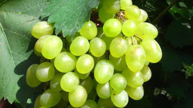 The best grape varieties for the Moscow region: characteristics and descriptions, tips for choosing