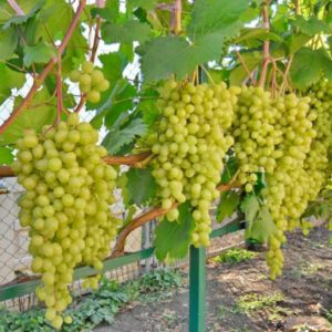 Top best grape varieties for central Russia