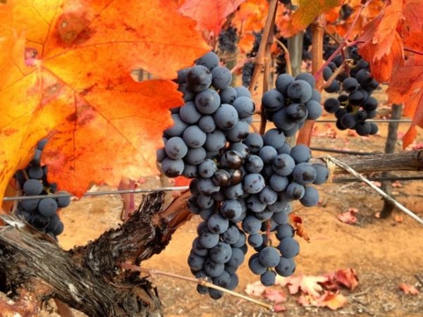 Unpretentious tasty Carmenere grape variety