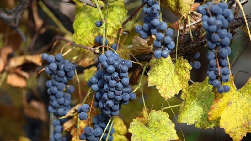 Unpretentious tasty Carmenere grape variety