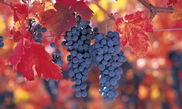Unpretentious tasty Carmenere grape variety