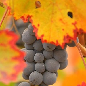 Unpretentious tasty Carmenere grape variety