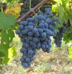 Unpretentious tasty Carmenere grape variety