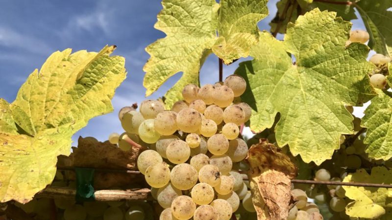 A guide to propagating grapes with green cuttings in summer