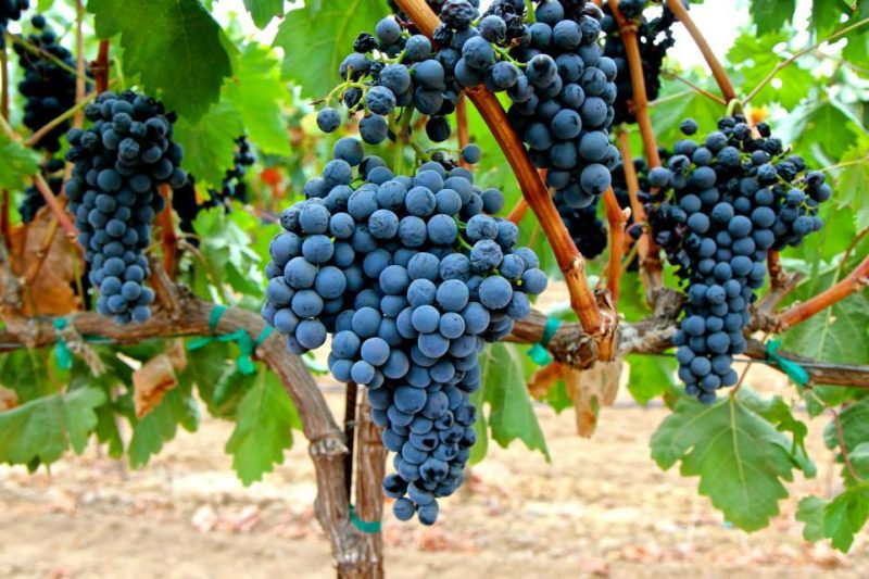 Famous low-calorie Tempranillo grape