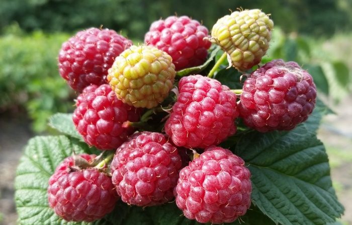 Raspberry varieties for the middle lane