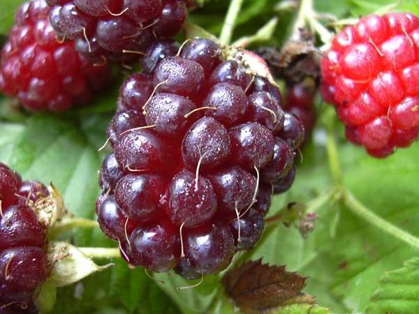 Raspberry varieties for the middle lane