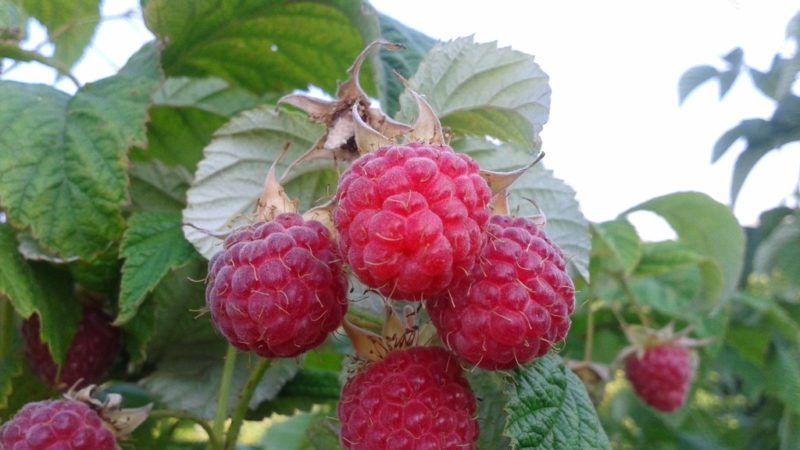 Raspberry varieties for the middle lane
