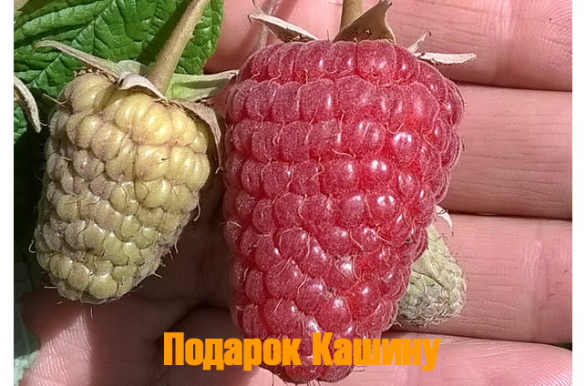 Raspberry varieties for the middle lane