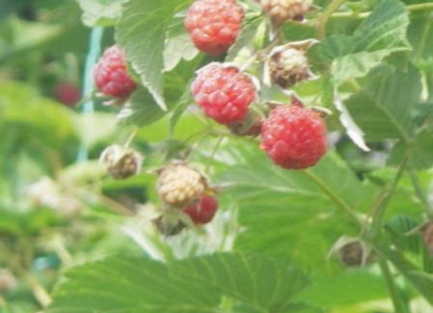 Raspberry varieties for the middle lane
