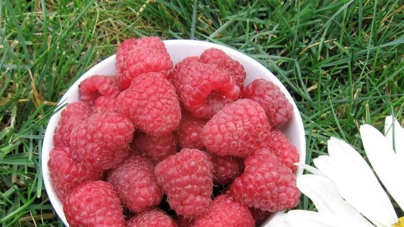 Raspberry varieties for the middle lane
