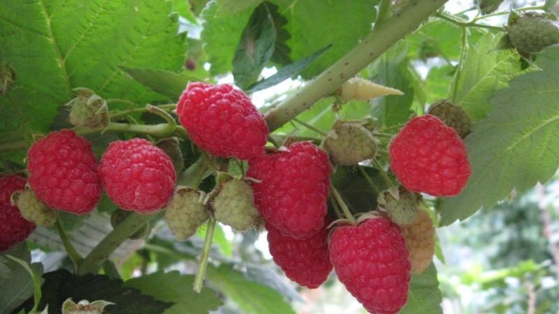 Raspberry varieties for the middle lane