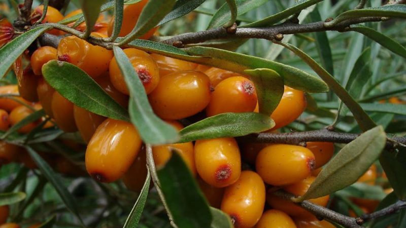 Variety of species and varieties of sea buckthorn