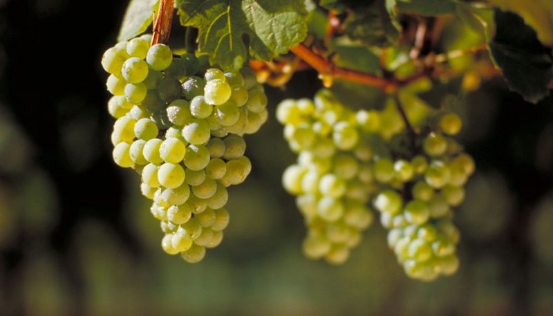 Characteristics and description of early grape varieties