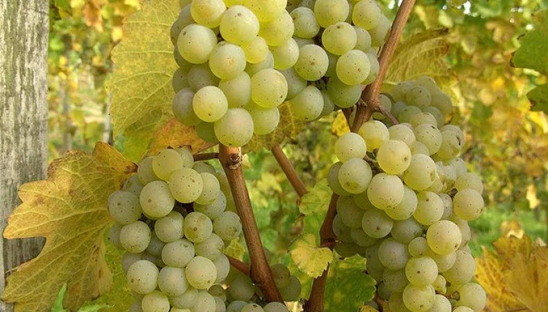 A very popular and delicious Riesling grape