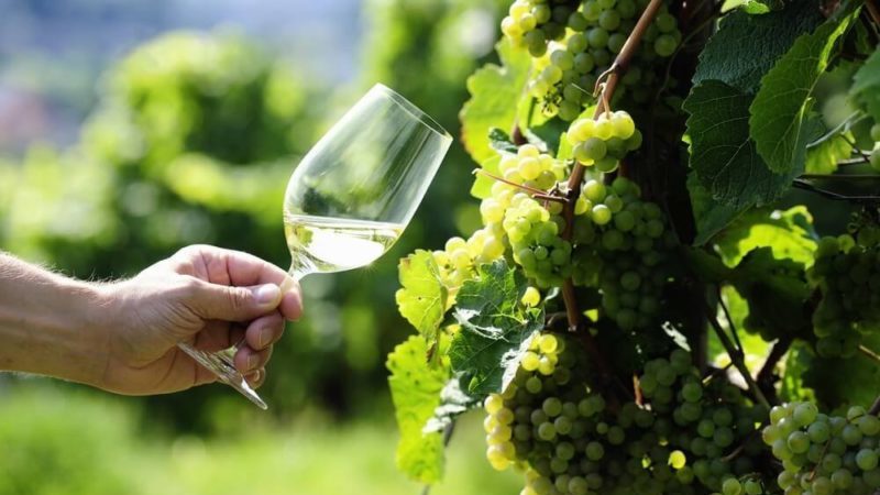 A very popular and delicious Riesling grape