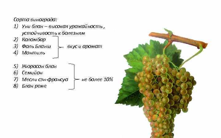 What French and Kuban grape varieties are used to make cognac