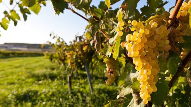 What French and Kuban grape varieties are used to make cognac