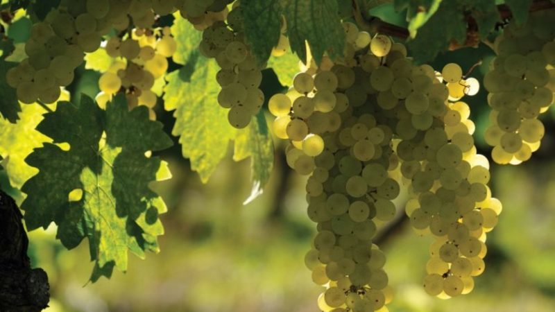 What French and Kuban grape varieties are used to make cognac