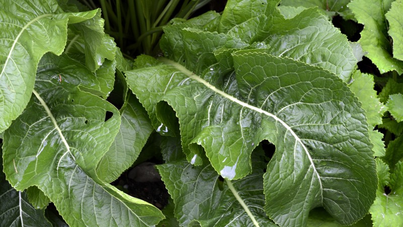 Uses of horseradish leaves and their health and beauty benefits