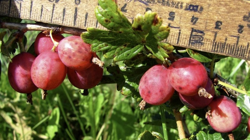 Medium early gooseberry variety Pink 2