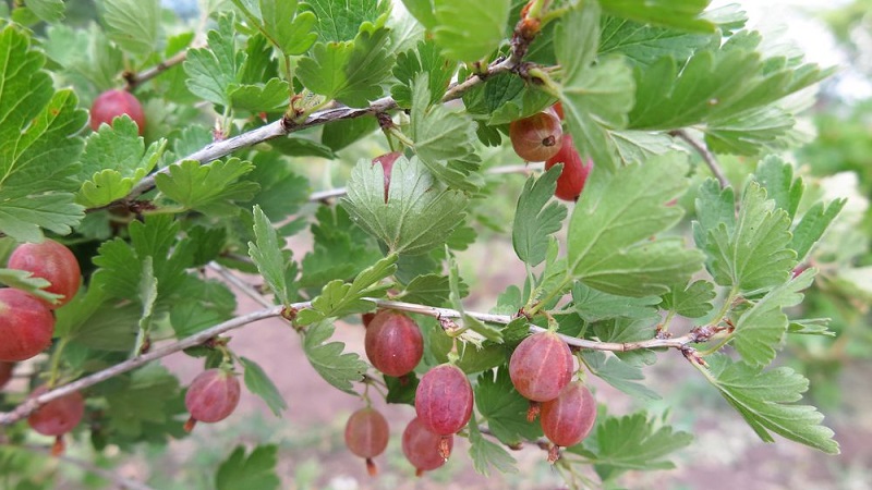 Medium early gooseberry variety Pink 2