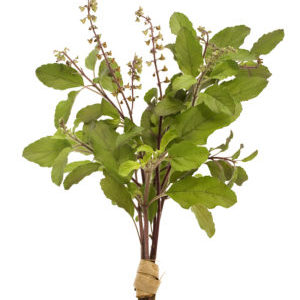 Thin-colored basil - uses and benefits