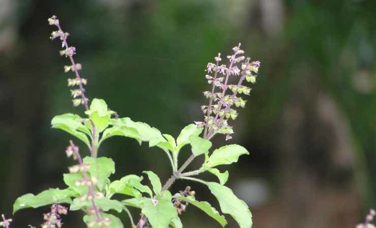 Thin-colored basil - uses and benefits
