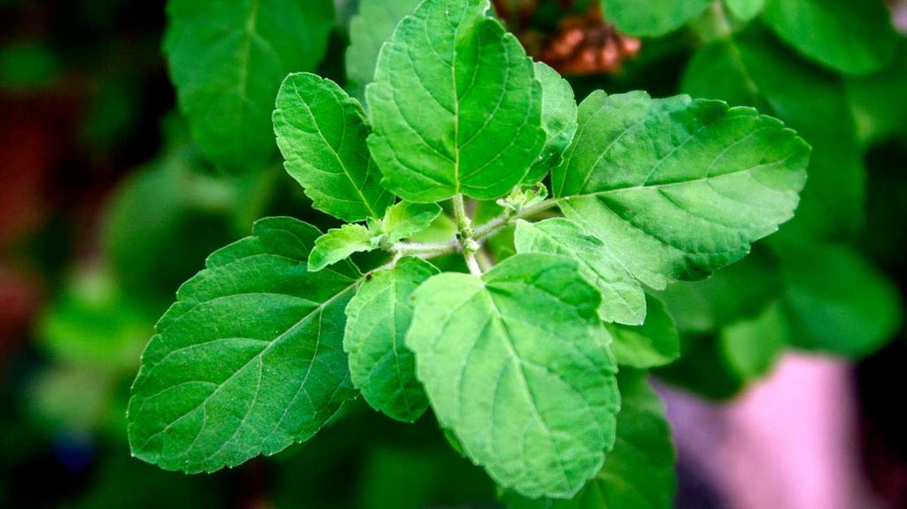 Thin-colored basil - uses and benefits