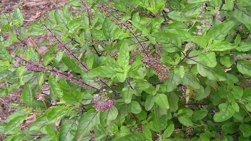 Thin-colored basil - uses and benefits