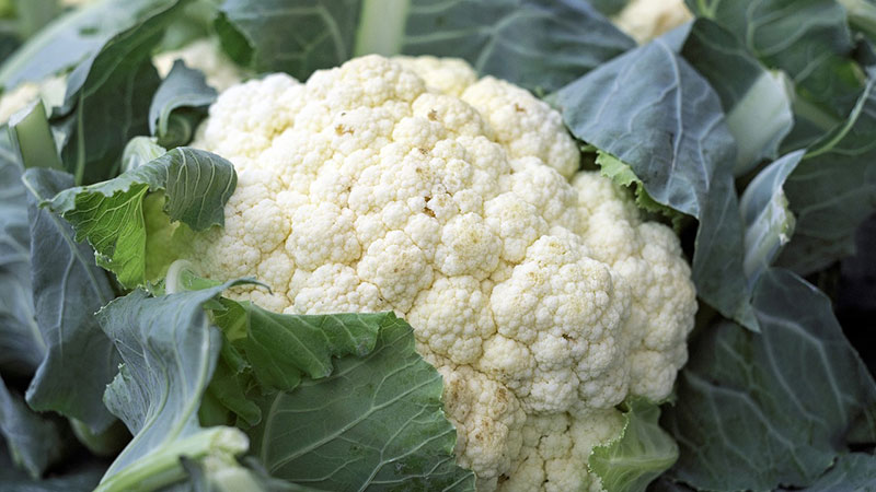 Cauliflower does not tie in the open field: why it happens and what to do