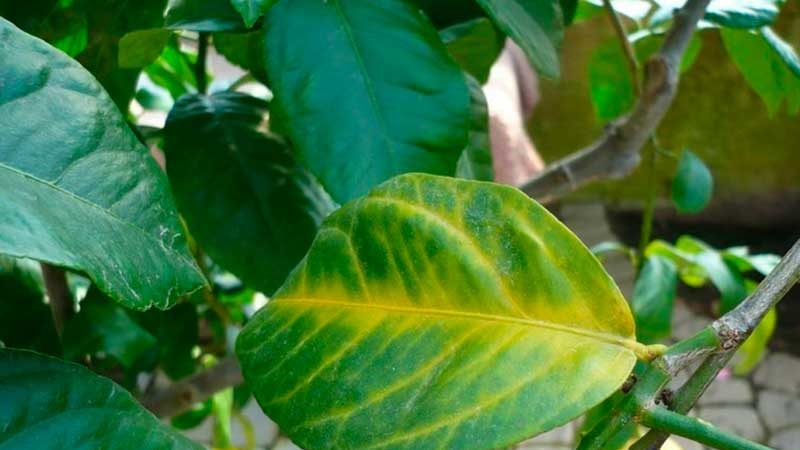 What to do if lemon leaves fall