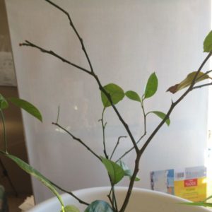 What to do if lemon leaves fall