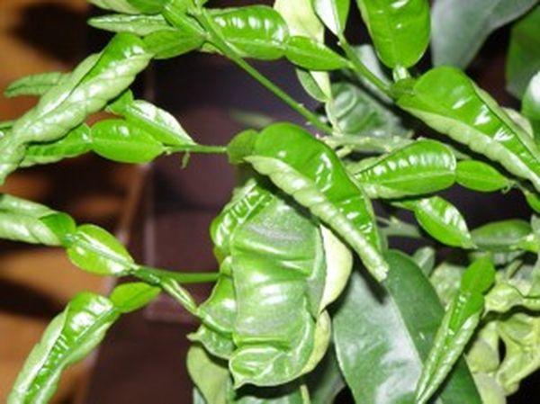 Why lemon leaves curl and how to solve the problem