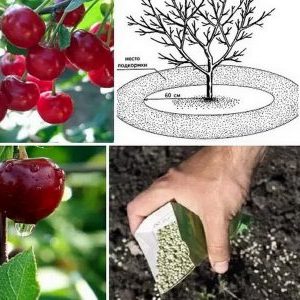 High-yielding early ripe cherry variety Malyshka