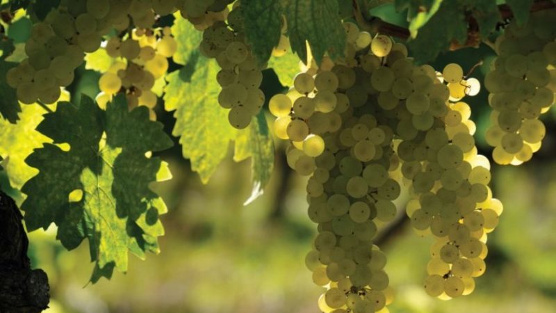 What French and Kuban grape varieties are used to make cognac
