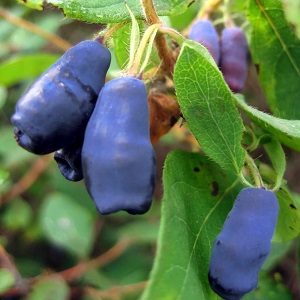 Cold-resistant honeysuckle variety Blueberry with sweet and sour fruits