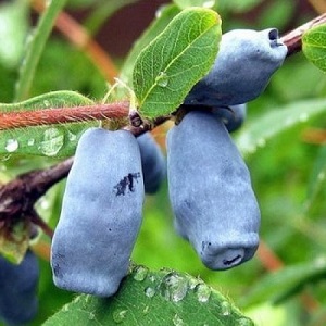 Cold-resistant honeysuckle variety Blueberry with sweet and sour fruits